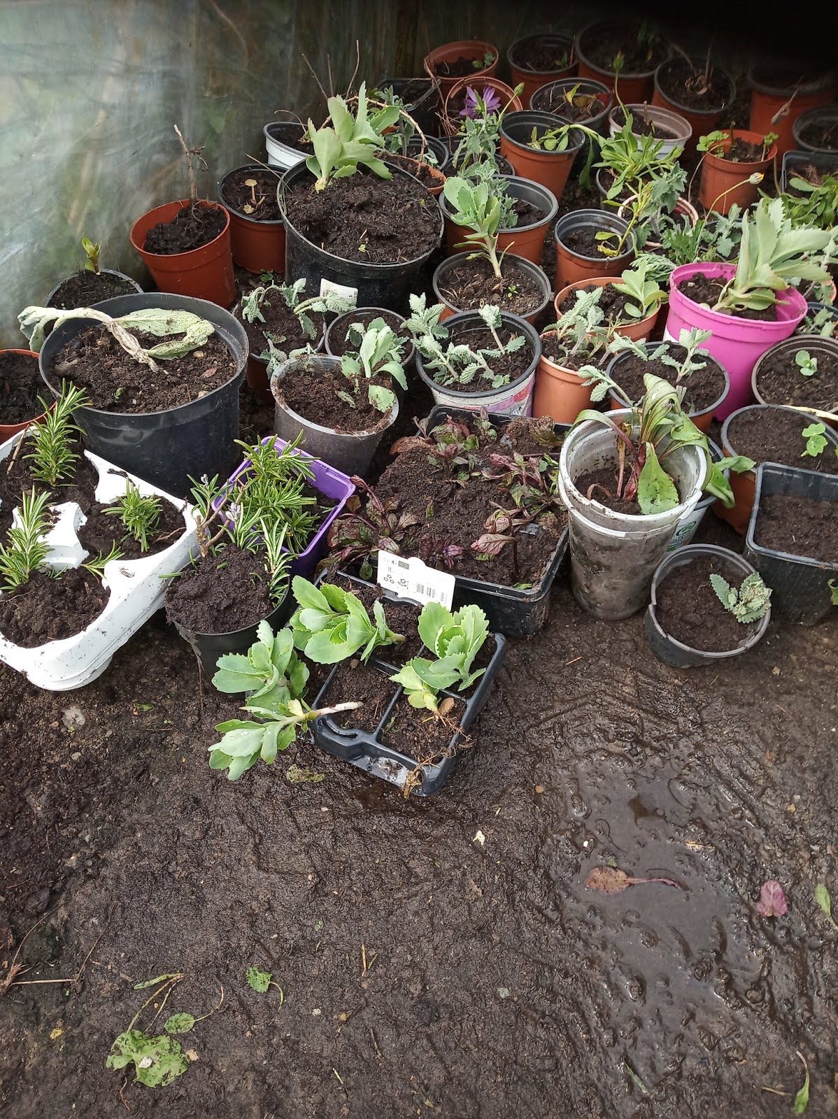 NORTHSIDER Dead Easy Perennials Cuttings To Make.