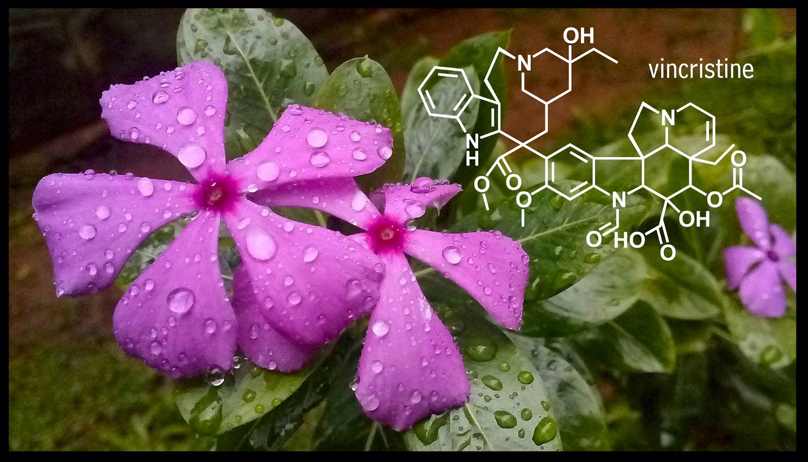 Plants Are Chemists