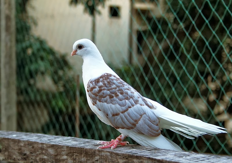 Pakhinir Taganrog Tumbler Pigeon