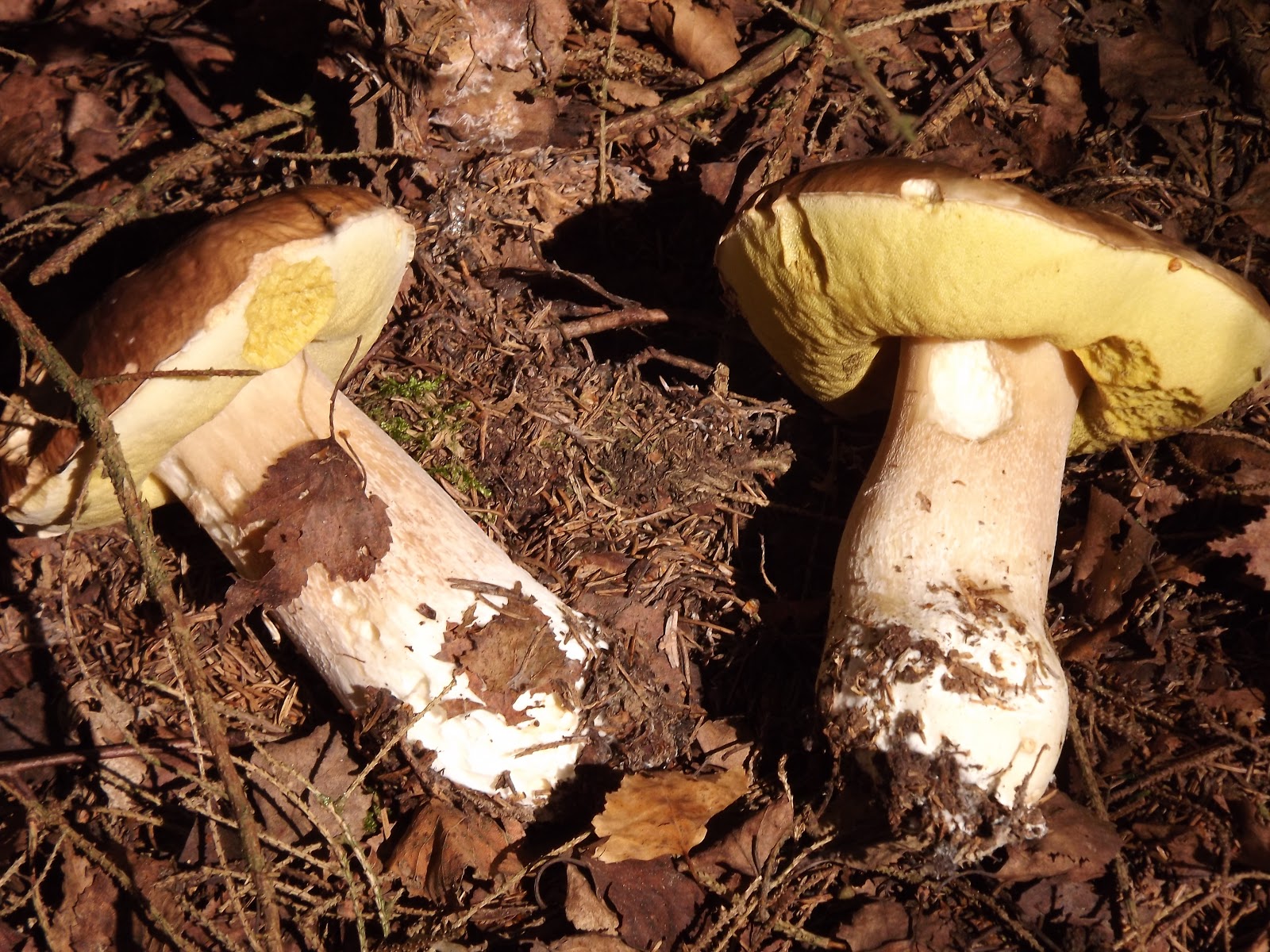 Natur und Leben - Carl Gibsons Blog: Steinpilze, Röhrlinge, giftige