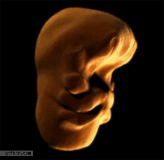 Embryonic development of the human face 