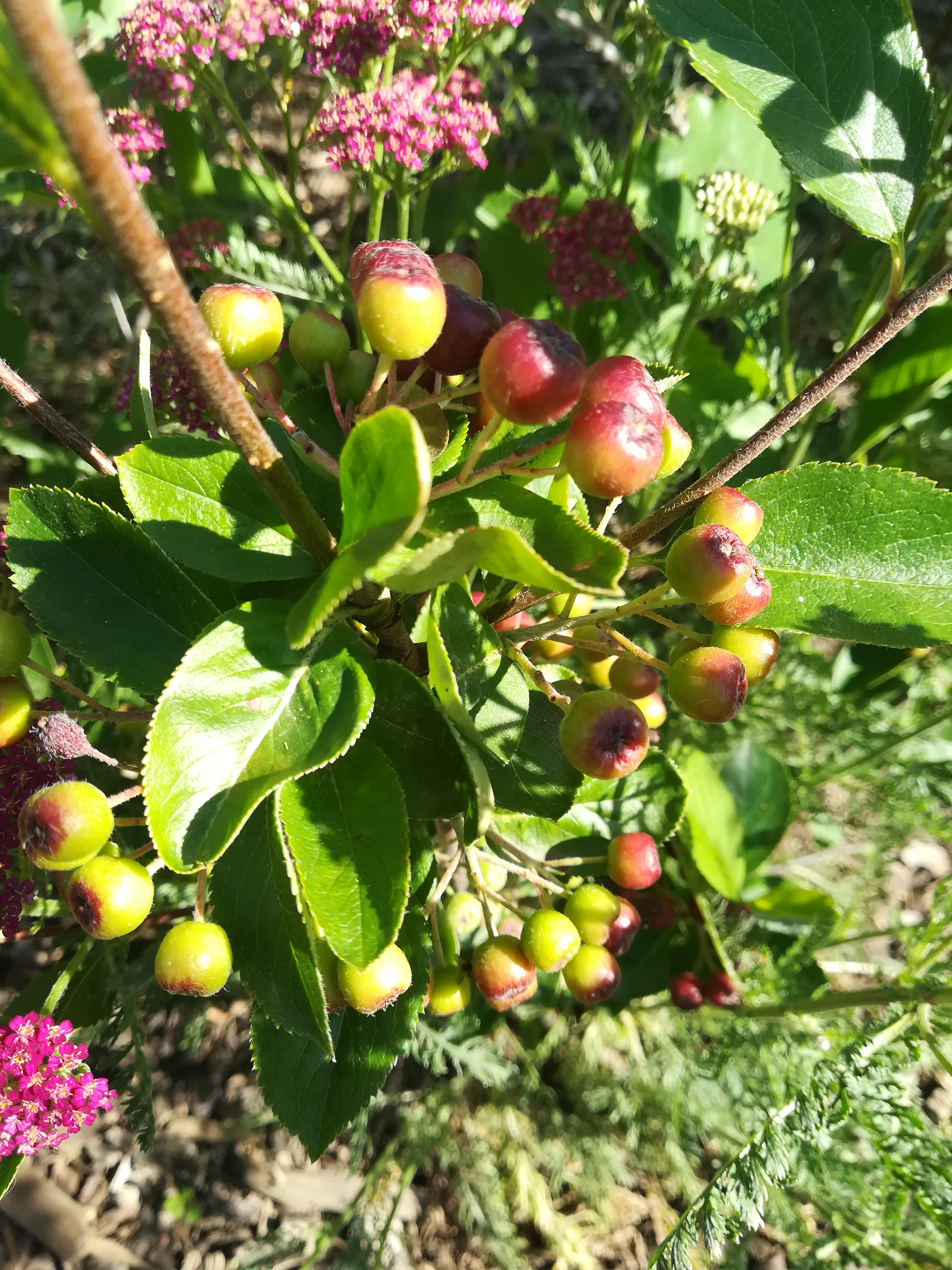Aronia Strauch (Apfelbeeren)