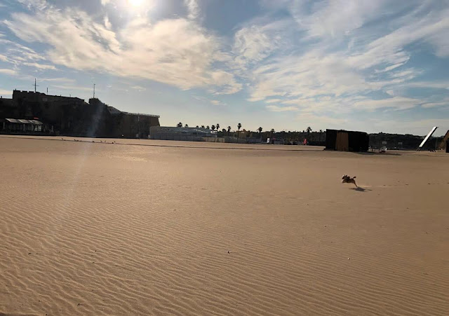 Praia da Rocha (Algarve )