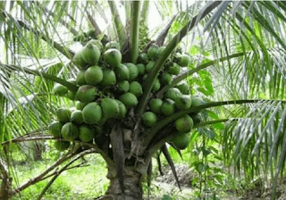 pohon kelapa www.simplenews.me