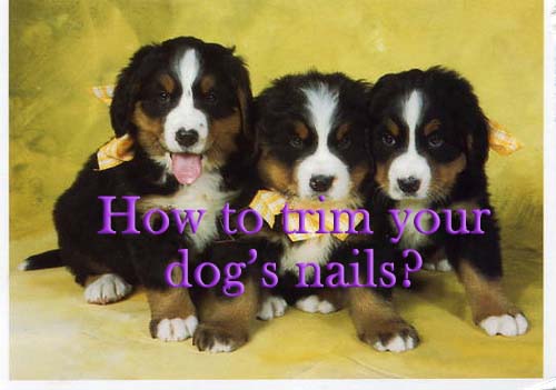 How to trim your dog's nails safely?
