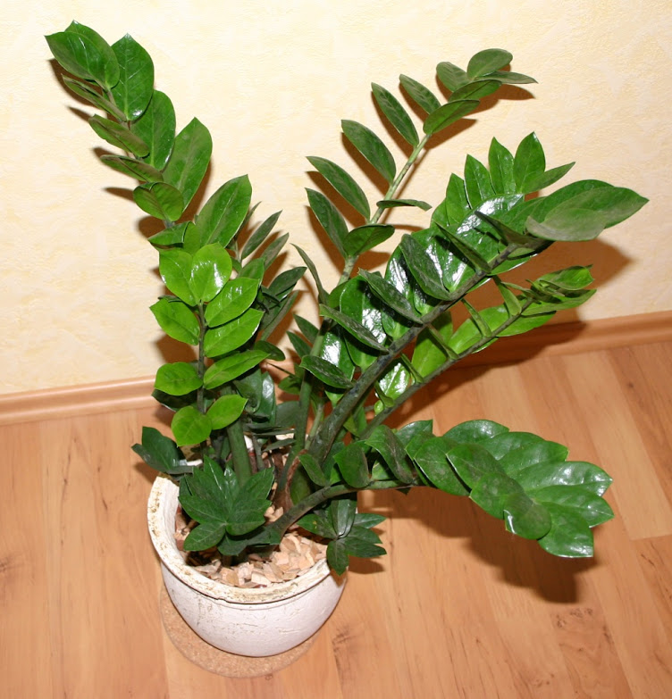 Zamia Curcas