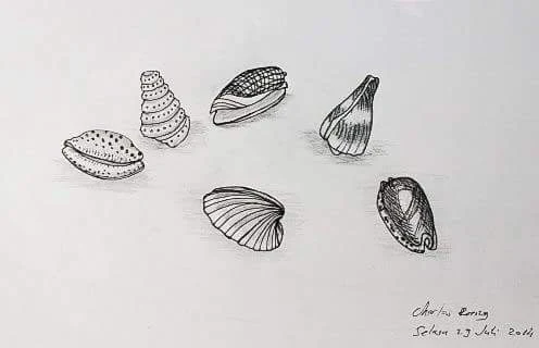  Seashell Art Drawing