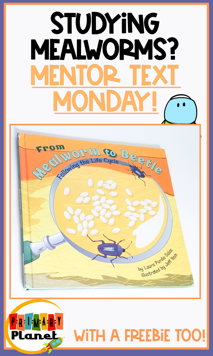 Mealworm Life Cycle Worksheets Mealworm Life Cycle Worksheets