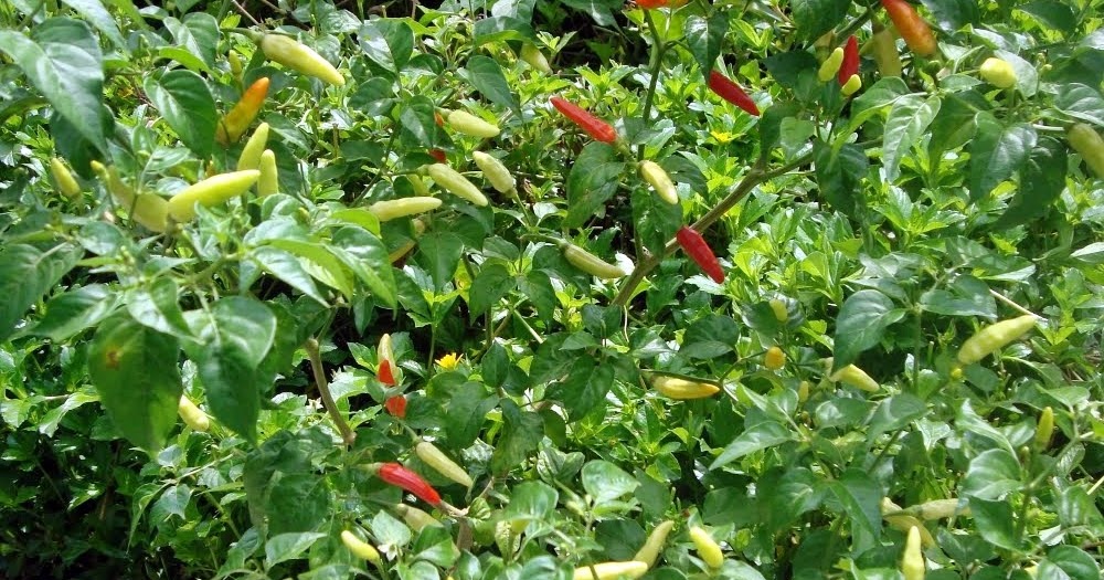 budidaya cabe jamu madura 