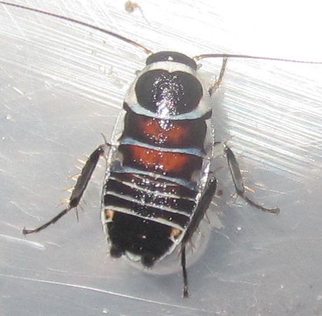 Invertebrate Dude Better Hemithyrsocera vittata Pictures!