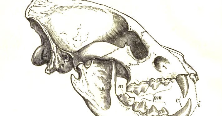 15 Interesting Facts About Hyenas