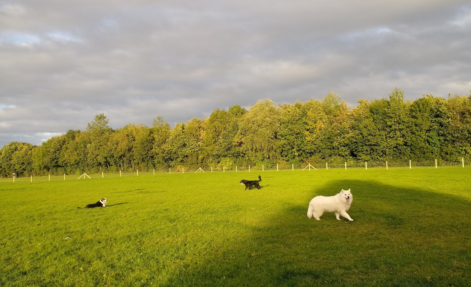New dog park in Dublin 15 A dog's paw