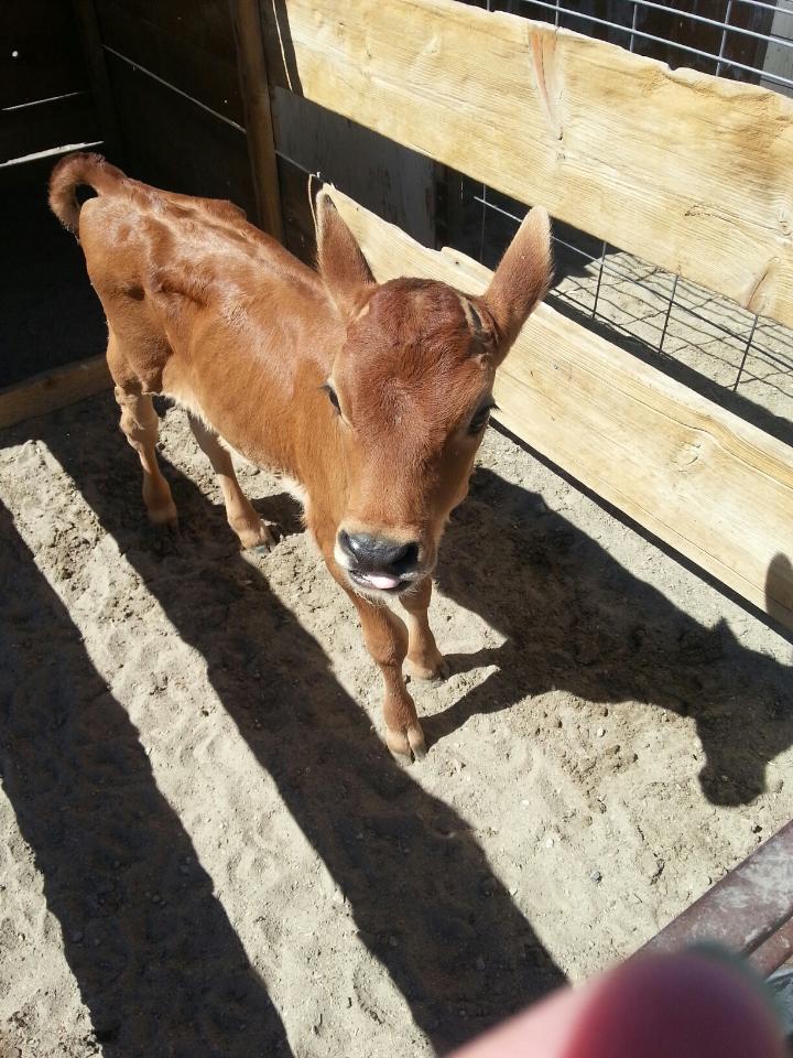 Northern Nevada Dairymen Dairy Tours A Lesson in Fallon Milk Production