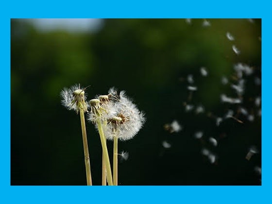 Cara Penyebaran Biji pada Tumbuhan - IPA MTs