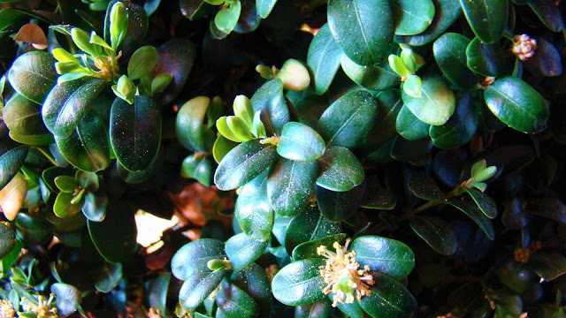 Boj (Buxus sempervirens L.).