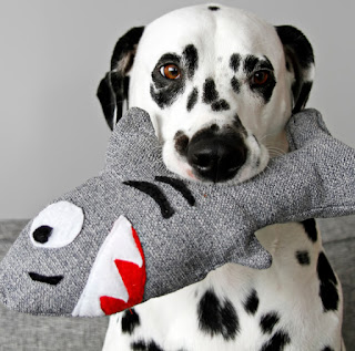 Dalmatian dog with homemade squeaky stuffed shark toy