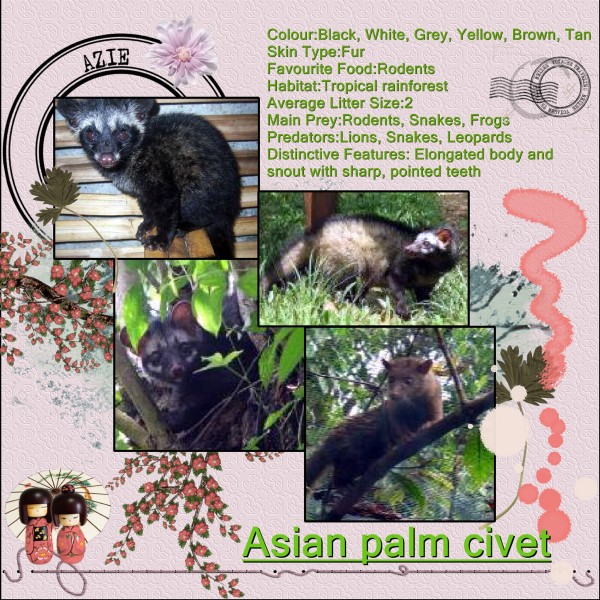 Jan.'16 Asian Palm Civet