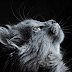 How much blood is in a cat's body?