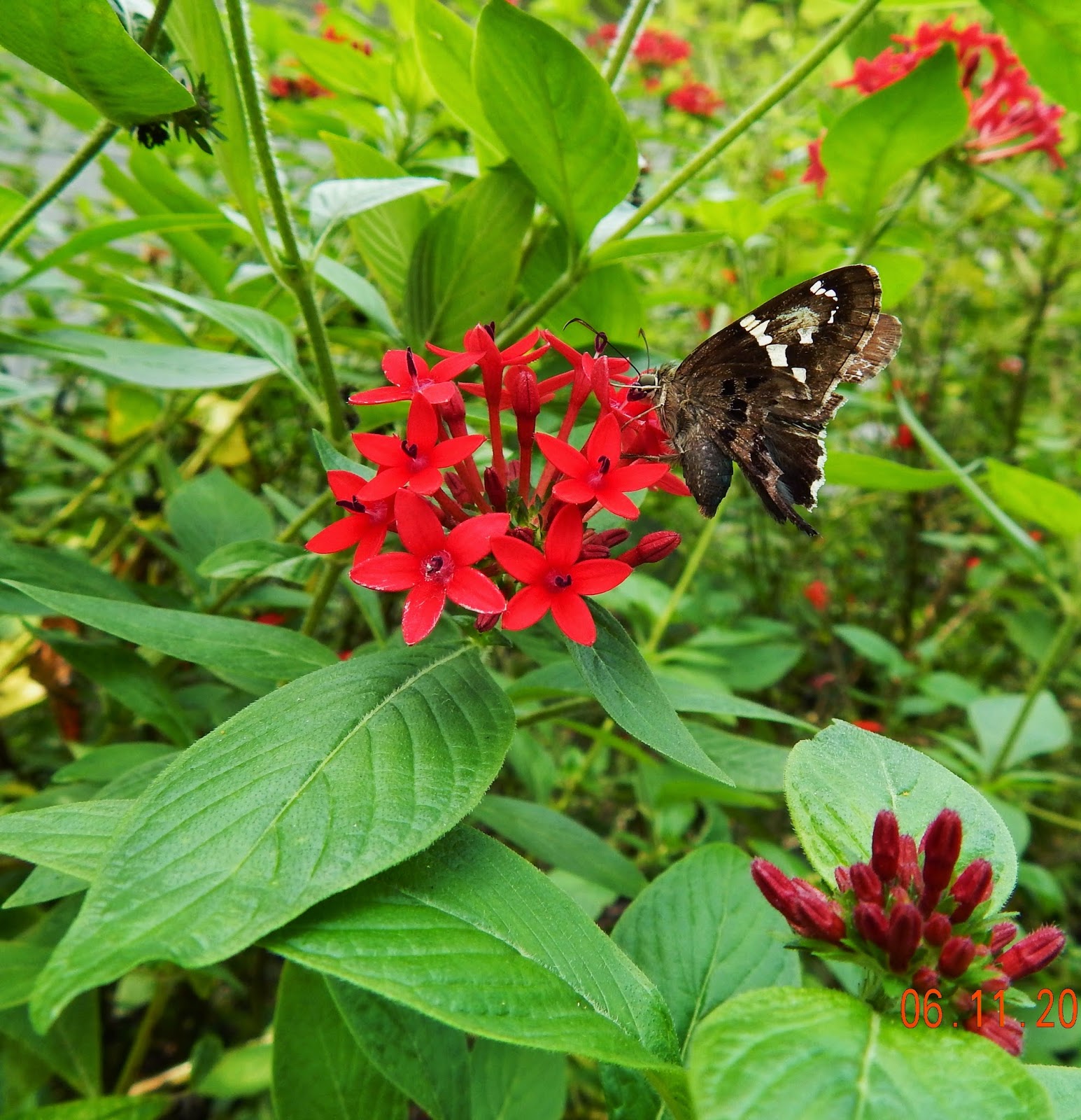 The Gardens of Mount Dora Butterfly Garden at the W.T. Bland Public