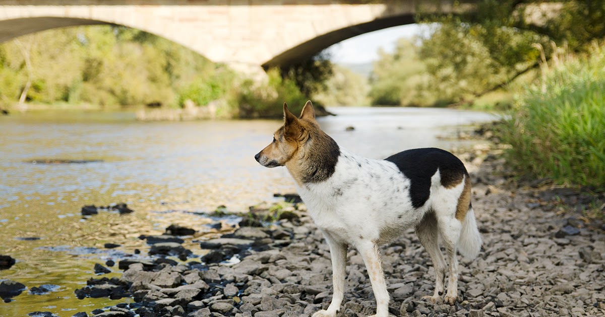 Diemelbullys Wandertouren Mit Hund Uber Den Urwaldsteig Edersee Wandern Mit Hund Kellerwald