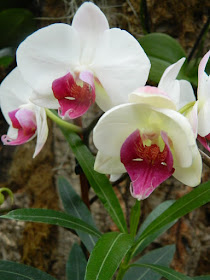 Allan Gardens Conservatory white and purple Phalaenopsis orchids by garden muses-not another Toronto gardening blog