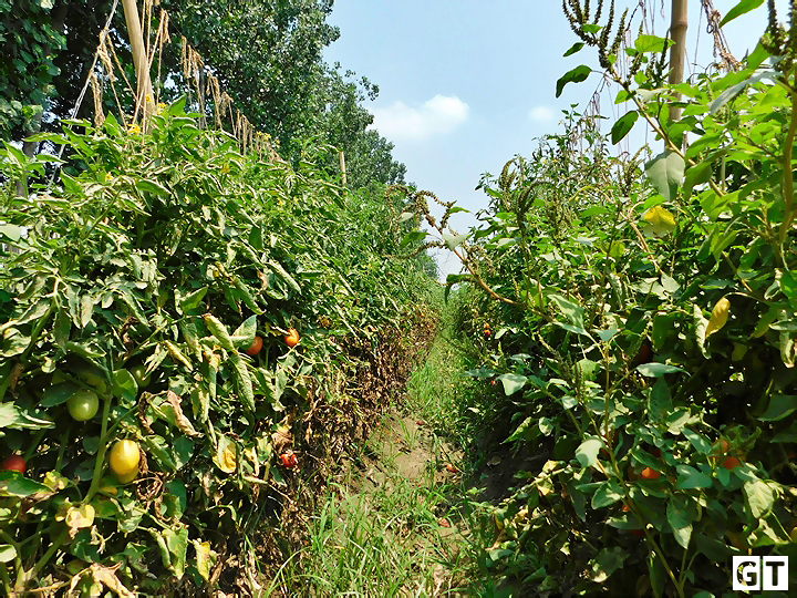 tomato farming amroha tomato-farming-in-amroha