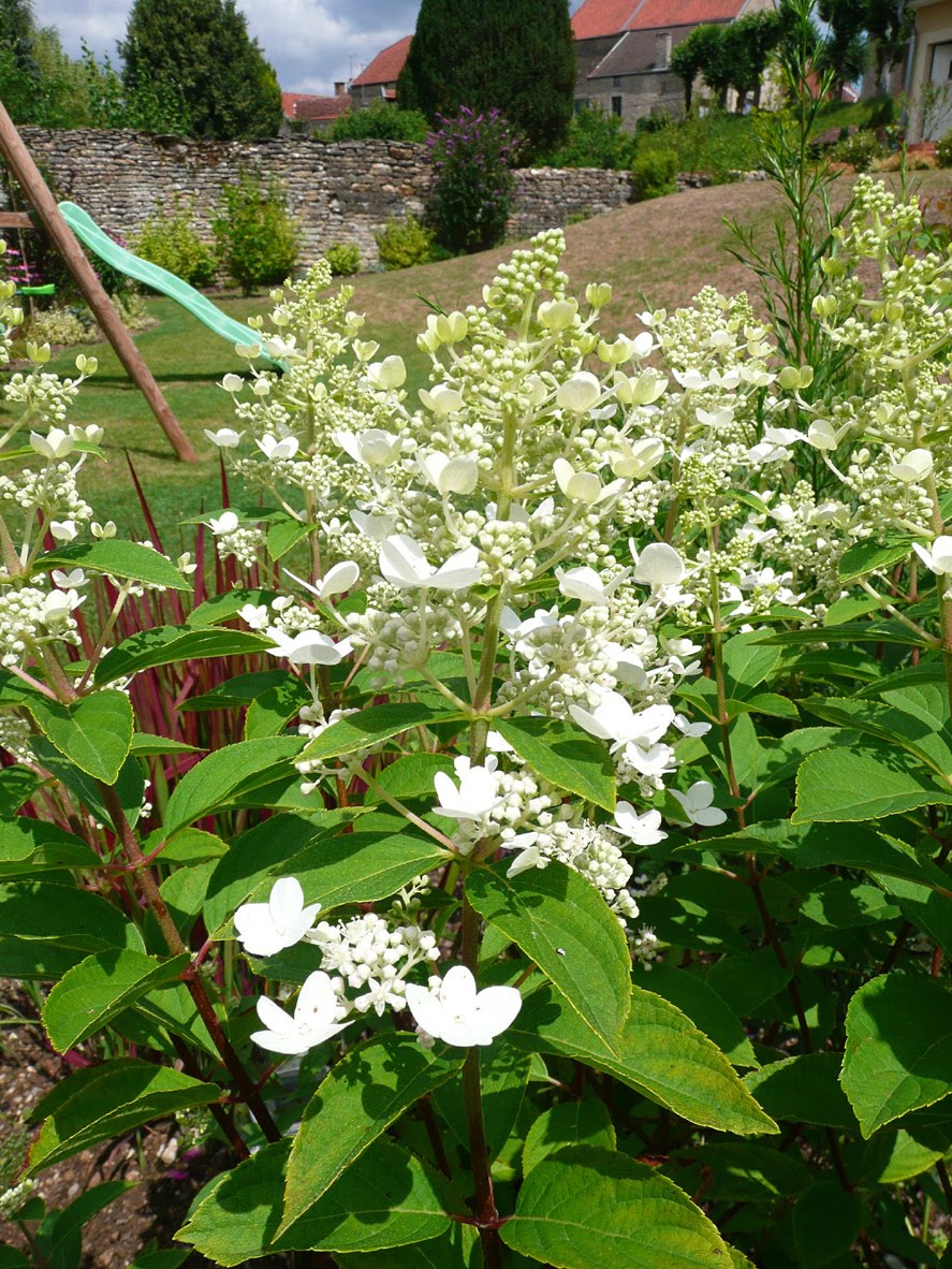 Aux Petits Bonheurs Mon Hydranger Quick Fire