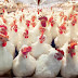 تسويق (72 ) طنا من الدجاج المجزور و(38 ) مليون بيضة مائدة إلى الأسواق المحلية في بغداد الرصافة