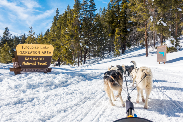 dog sledding beaver creek dog sledding beaver creek