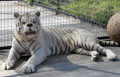 Kenny: el gran tigre blanco con síndrome de Down