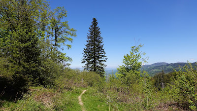 Natural forest trail screen background