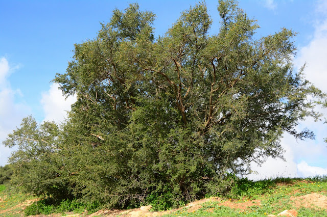 Argania spinosa Argania spinosa