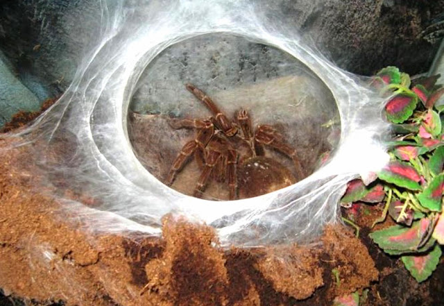 Maior aranha do mundo