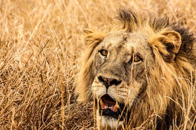 Lion Images Lion Images
