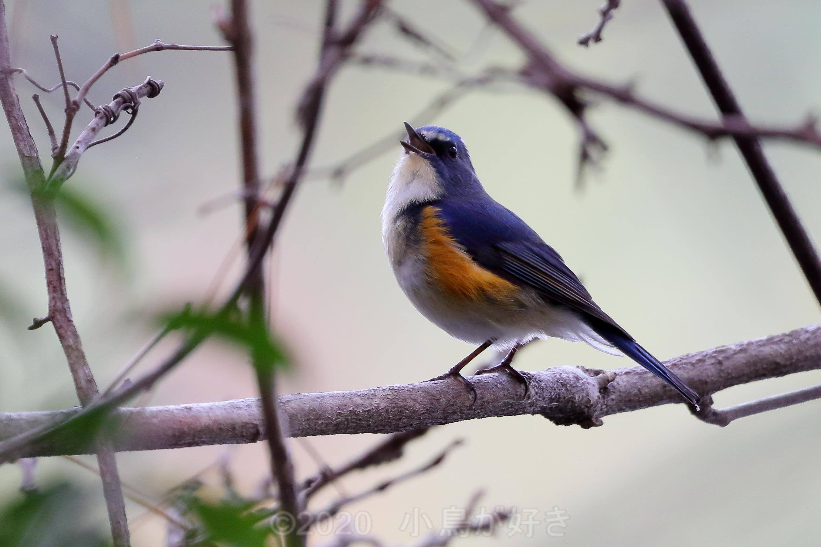 かわいい小鳥 ルリビタキ