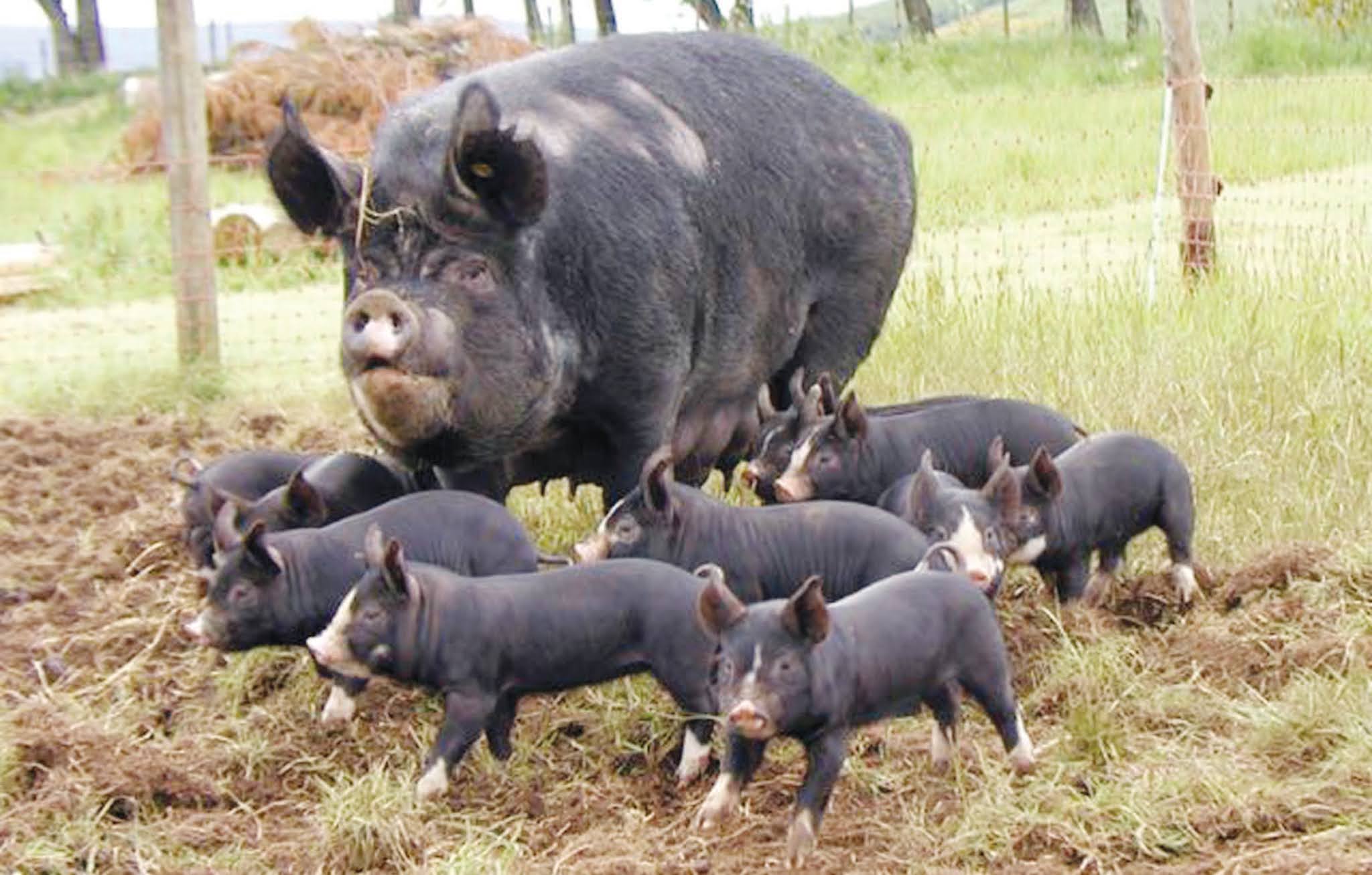 Свинья домашняя виды. Биоширская порода свиней. Беркширская порода свиней. Беркшир порода. Юкширская порода свиней.