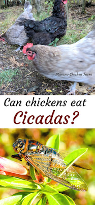 chickens eating cicadas