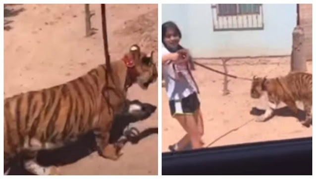“¡No muerde!”: niña pasea un tigre de bengala como si nada en Sinaloa, "A ver el pinch... perro ese", dicen