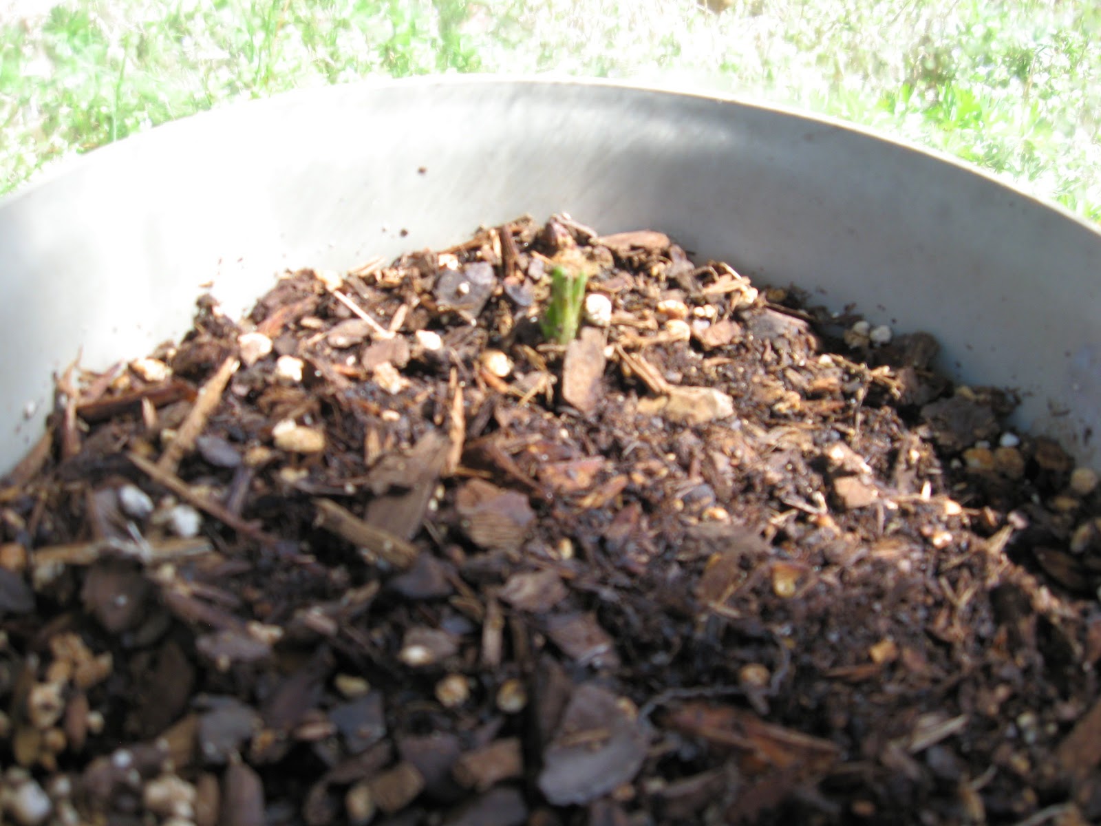 The Inglewood Gardener: Update: seed starting and ranunculus