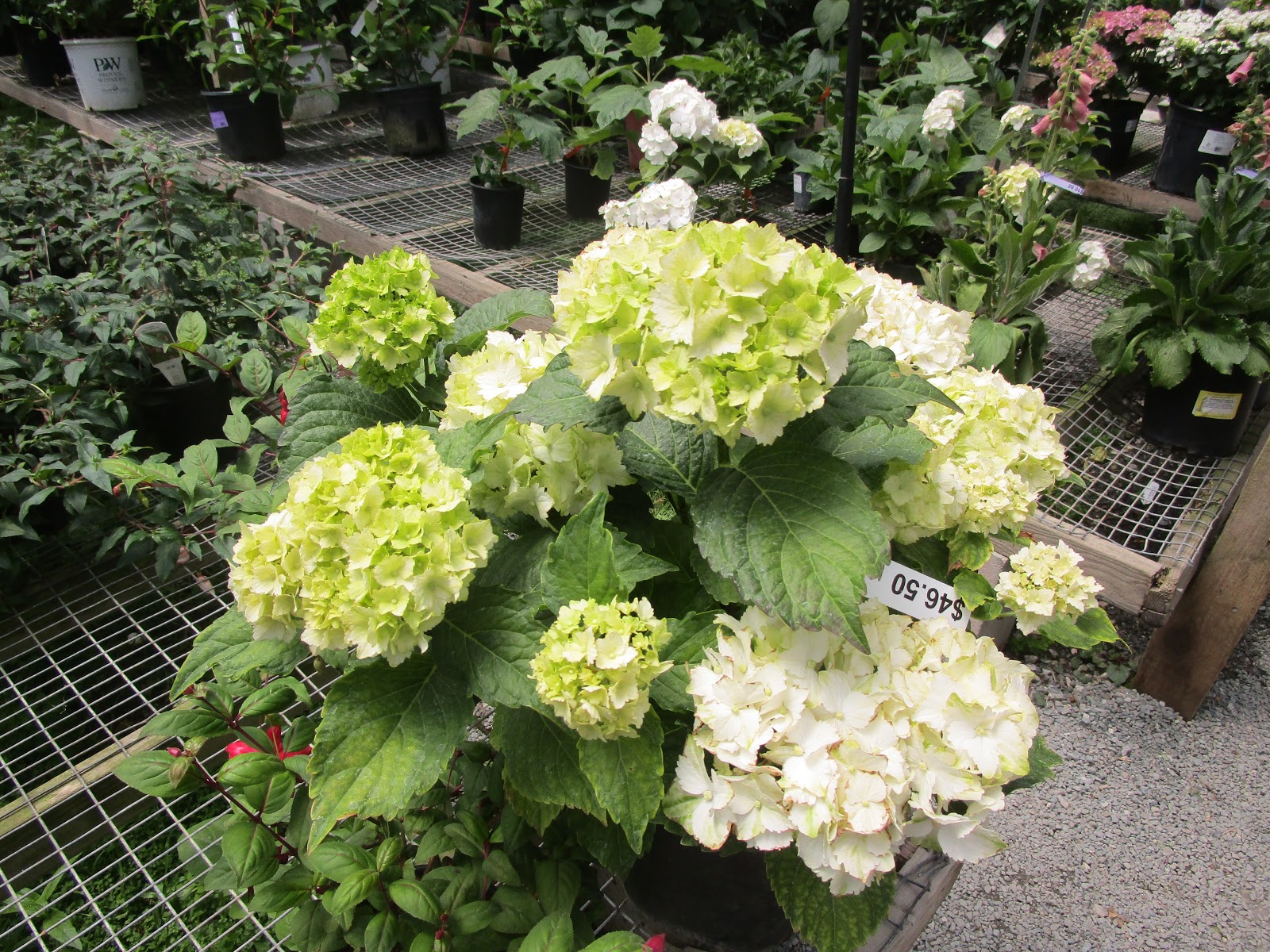 Adventures in Weseland A Visit to Half Moon Bay Nursery