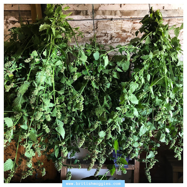 How to Harvest Catnip, bundles of catnip, drying catnip, catnip