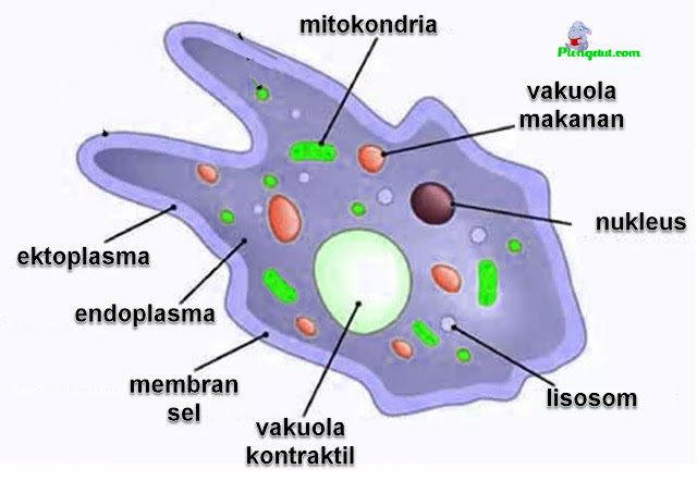 Membran sel/membran plasma Amoeba: fungsi utama melindungi isi sel dan fungsi pertukaran zat dan gas pada sel Amoeba Sitoplasma Amoeba yang dibedakan atas ektoplasma dan endoplasma: Ektoplasma: lapisan luar sitoplasma yang letaknya berdekatan dengan membran sel dan tampak jernih dan kental. Endoplasma: lapisan sitoplasma bagian dalam sel, lebih encer dari ektoplasma dan tampak bergranula. Di dalam endoplasma Amoeba terdapat 1 intl sel, 1 vakuola kontraktil, dan beberapa vakuola rnakanan. Inti sel: berperan dalam fungsi mengatur seluruh aktivitas sel Amoeba. Vakuola kontraktil: fungsi mengatur kadar air dalarn sel. Vakuola makanan: memiliki fungsi untuk mencerna makanan.