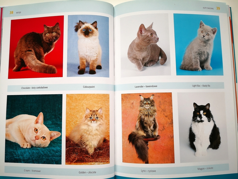 koty rasowe wybór opieka rasy, koty rasowe książka, koty rasowe recenzja, barbara tittenbrun-jazienicka, kocie rasy, książka o kocich rasach