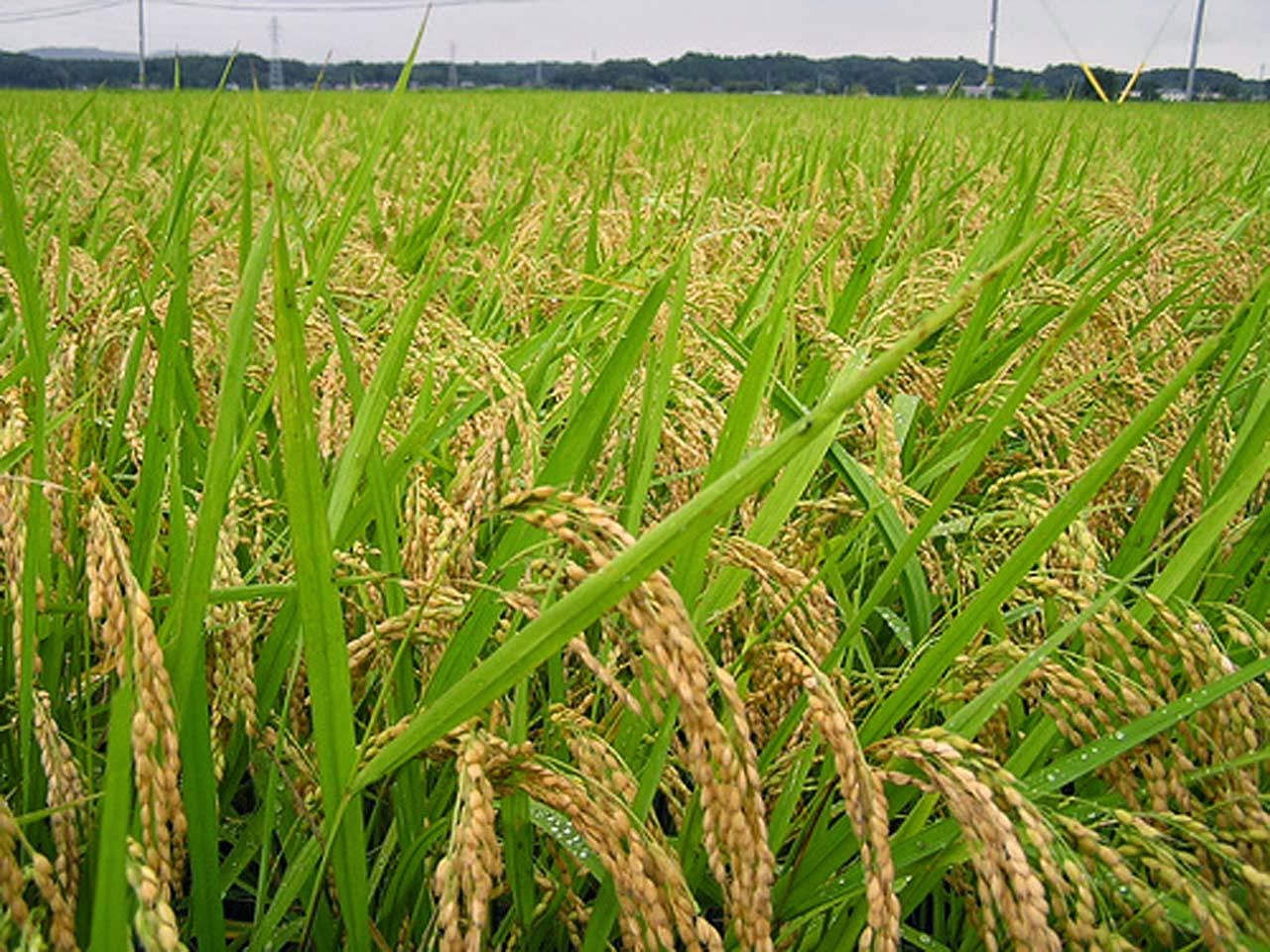 ElBaruqy CARA TANAM PADI POLA ORGANIK