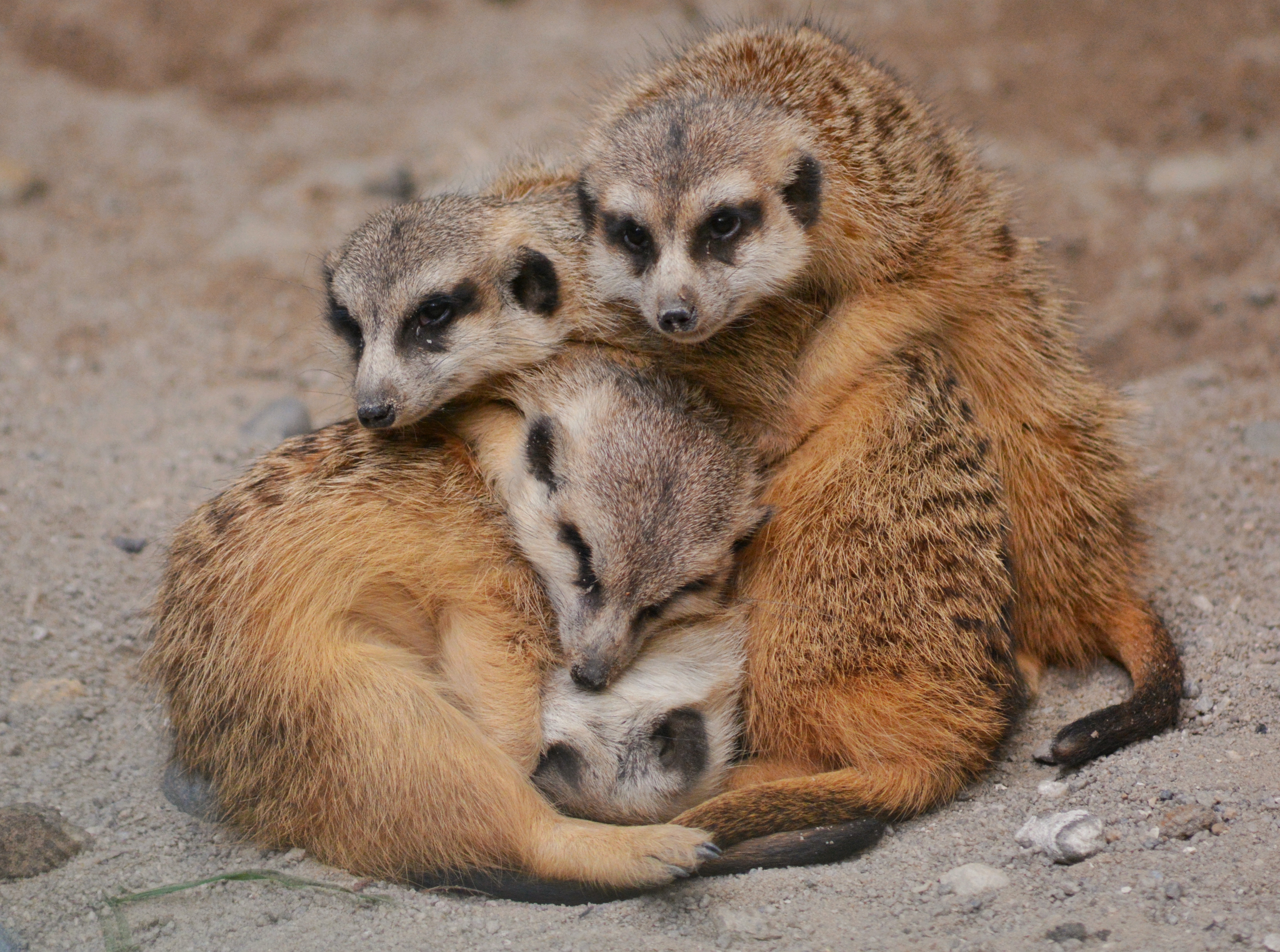 сурикаты в норе. сурикаты ареал. пицца сурикаты. сурикат. пицца сурикаты.