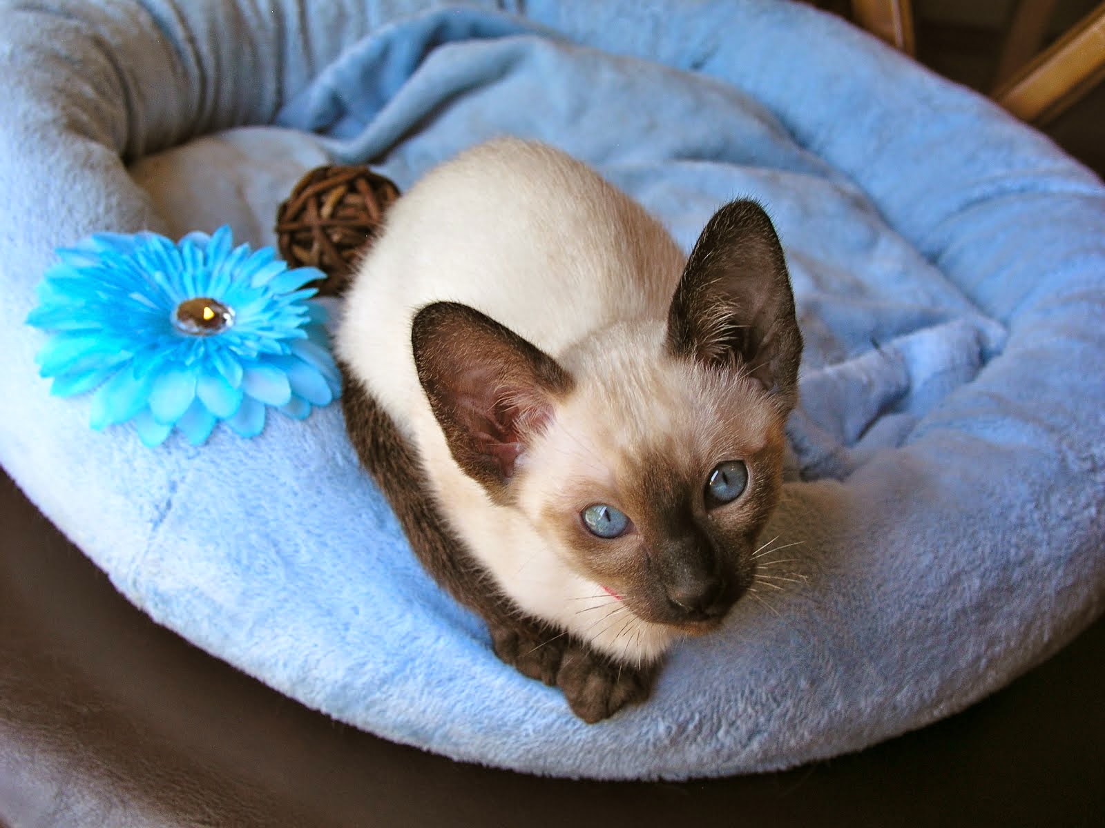 Beautiful Siamese Kittens for Sale