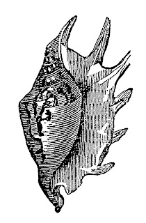 sea shell image antique illustration