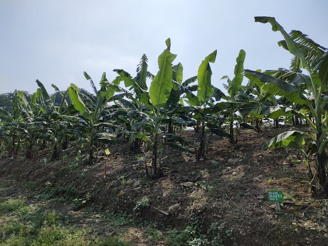Bukit villa cavendish kavling produktif  buah pisang dan Vanili