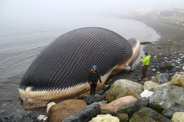 9 Strangest Ocean Phenomena You Wouldn't Believe Actually Exists!