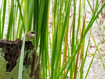 Uganda Birds: Swamp Flycatcher